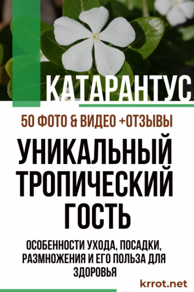 Катарантус – тропический гость: особенности ухода, посадки, размножения и его польза для здоровья (50 Фото & Видео) +Отзывы