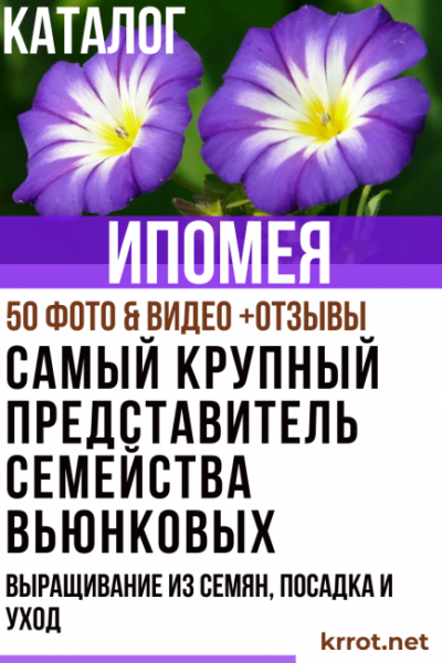 Ипомея: описание, популярные сорта, выращивание из семян, посадка и уход (50+ Фото & Видео) +Отзывы