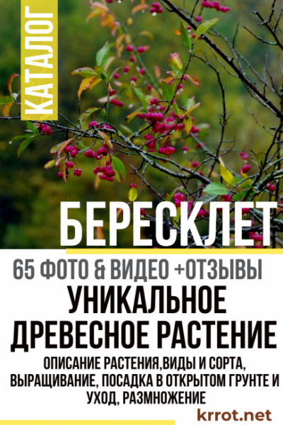 Бересклет: Описание растения, виды и сорта, выращивание, посадка в открытом грунте и уход, размножение (65+ Фото & Видео) +Отзывы