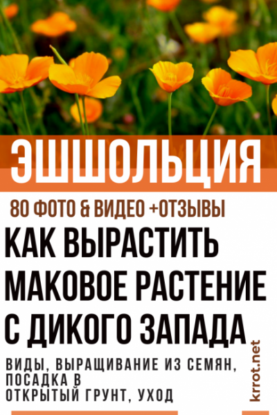 Эшшольция: описание, виды, выращивание из семян, посадка в открытый грунт, уход (80+Фото & Видео) +Отзывы