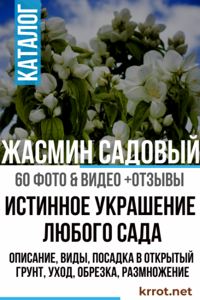 Жасмин садовый: описание, виды, посадка в открытый грунт, уход, обрезка, размножение (60+ Фото & Видео) +Отзывы