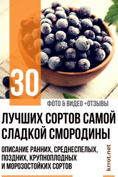 Чёрная смородина: 30 лучших сортов самой сладкой летней ягоды. Описание ранних, среднеспелых, поздних, крупноплодных и морозостойких сортов (35+ Фото & Видео) +Отзывы