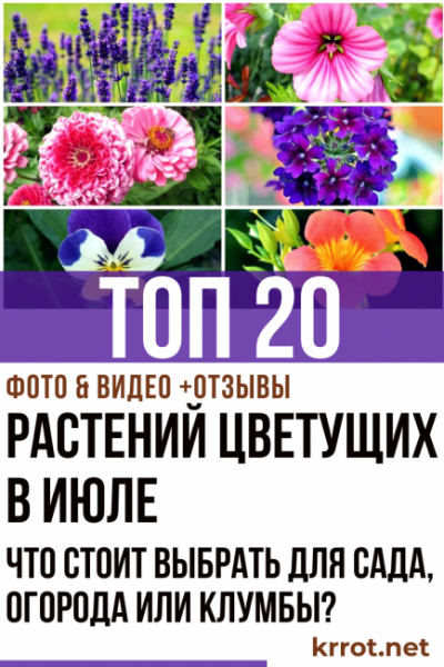 ТОП-20 растений цветущих в июле: что стоит выбрать для сада, огорода или клумбы? | (Фото & Видео) +Отзывы