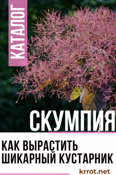 Скумпия: описание, виды, посадка в открытом грунте, размножение и уход за декоративным кустарником (60 Фото & Видео) +Отзывы