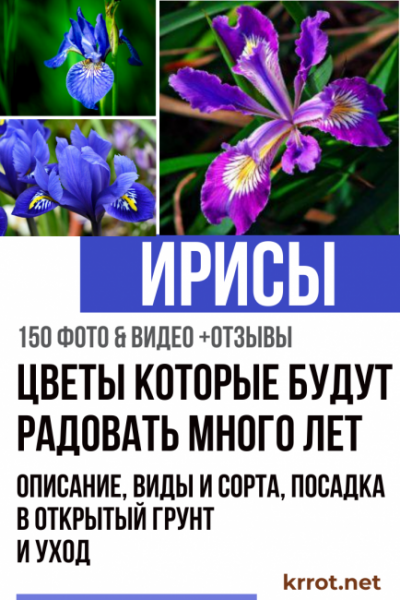 Ирисы: описание, виды и сорта, посадка в открытый грунт и уход (150+ Фото & Видео) +Отзывы