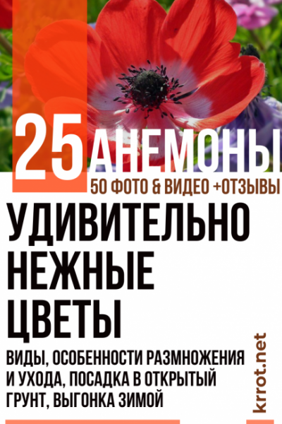 Анемоны: 25 видов, особенности размножения и ухода, посадка в открытый грунт, выгонка зимой, описание лекарственных свойств растения (50+ Фото & Видео) +Отзывы