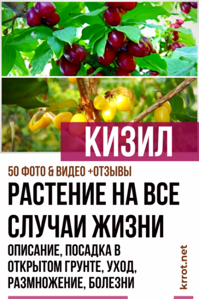 Кизил: описание, посадка в открытом грунте, уход, размножение, возможные болезни — растение на все случаи жизни (50+ Фото & Видео) +Отзывы