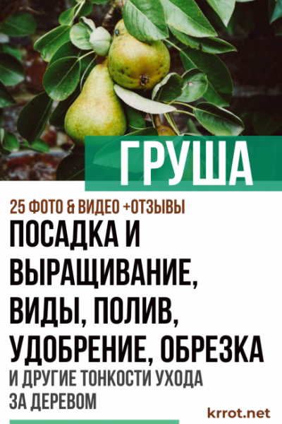 Посадка и выращивание груши: описание, виды, полив, удобрение, обрезка и другие тонкости ухода за деревом (25 Фото & Видео) +Отзывы