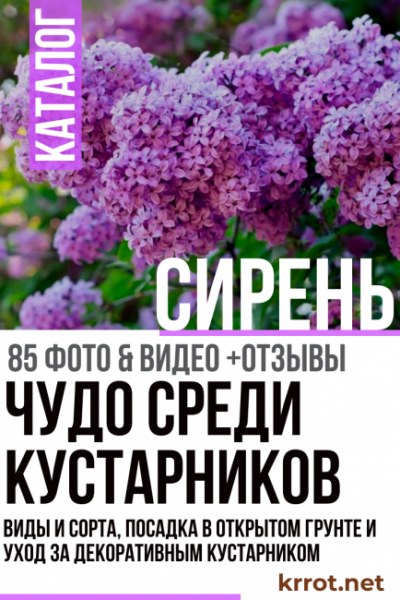 Сирень: описание, виды и сорта, посадка в открытом грунте и уход за декоративным кустарником (85 Фото & Видео) +Отзывы