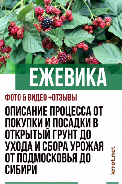 Выращивание садовой ежевики – описание от покупки саженца и его посадки в открытый грунт до ухода и сбора урожая от Подмосковья до Сибири (Фото & Видео) +Отзывы