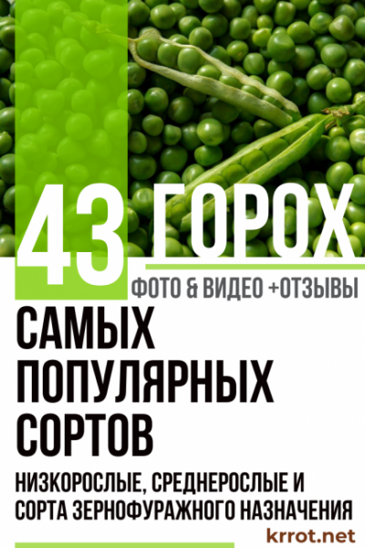 Горох: описание 43 самых популярных сортов, низкорослые, среднерослые и сорта зернофуражного назначения (Фото & Видео) +Отзывы