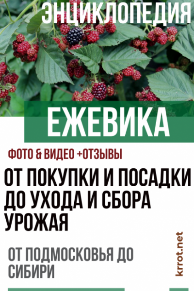 Ежевика: описание 17 лучших сортов, особенности выращивания, размножение и уход (30 Фото) +Отзывы