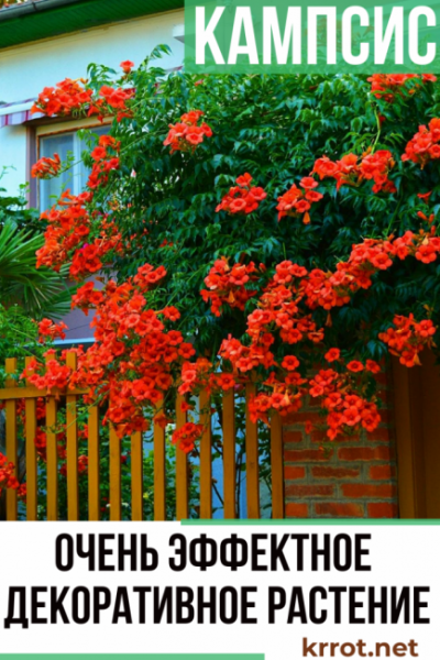 Кампсис: описание, виды, посадка в открытом грунте, размножение и уход за красивой лианой (85+ Фото & Видео) +Отзывы