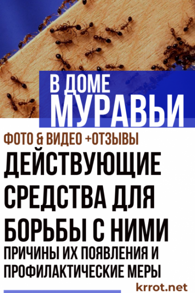 Как избавиться от муравьев в доме или в квартире: причины их появления, действующие средства для борьбы с ними и профилактические меры