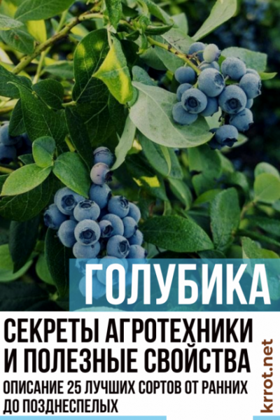 Голубика: описание 25 лучших сортов от ранних до позднеспелых. Секреты агротехники и полезные свойства ягоды (Фото & Видео) +Отзывы