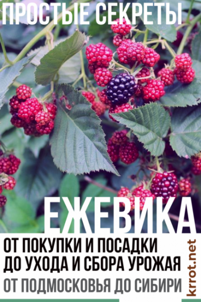 Выращивание садовой ежевики – описание от покупки саженца и его посадки в открытый грунт до ухода и сбора урожая от Подмосковья до Сибири (Фото & Видео) +Отзывы