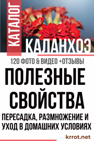 Цветок Каланхоэ (120+ Фото & Видео) — уход в домашних условиях, пересадка, размножение, полезные свойства +Отзывы