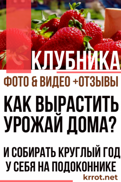 Как вырастить клубнику в домашних условиях? И собирать урожай круглый год у себя на подоконнике