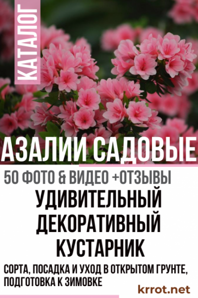 Азалии садовые: описание, сорта, посадка и уход в открытом грунте, подготовка к зимовке (50 Фото & Видео) +Отзывы