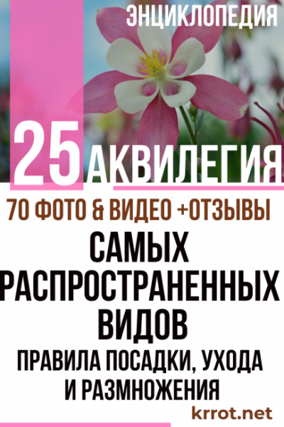 Аквилегия: 25 самых распространенных видов, правила посадки, ухода и размножения (70+ Фото & Видео) +Отзывы