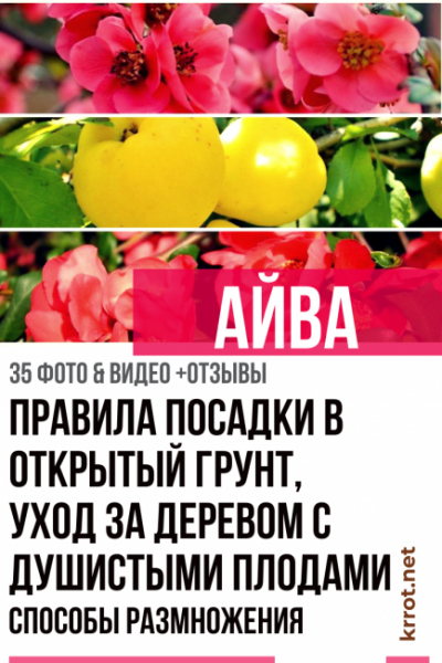 Айва: правила посадки в открытый грунт, уход за плодовым деревом с душистыми плодами от Подмосковья до Сибири. Способы размножения (35 Фото & Видео) +Отзывы