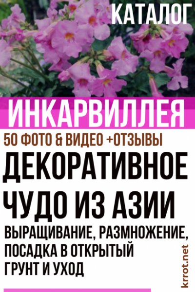 Инкарвиллея: описание, выращивание, размножение, посадка в открытый грунт и уход за декоративным гостем из Азии (50+ Фото & Видео) +Отзывы