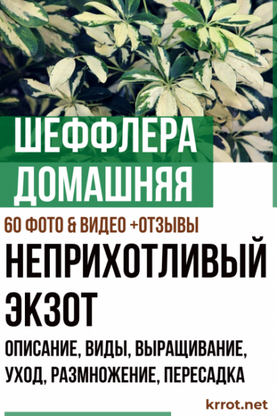 Шеффлера домашняя – неприхотливый экзот: описание, виды, выращивание, уход, размножение, пересадка (60 Фото & Видео) +Отзывы