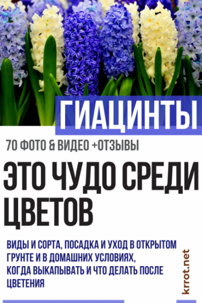 Гиацинты в саду: описание, виды и сорта, посадка и уход в открытом грунте и в домашних условиях, когда выкапывать и что делать после цветения (70 Фото & Видео) +Отзывы