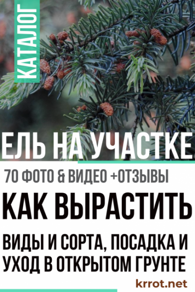 Ель на участке: описание, виды и сорта, посадка и уход за штамбом в открытом грунте (70+ Фото Видео) +Отзывы