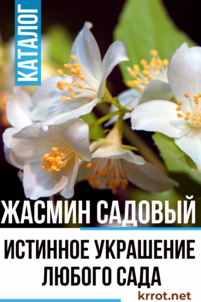 Жасмин садовый: описание, виды, посадка в открытый грунт, уход, обрезка, размножение (60+ Фото & Видео) +Отзывы