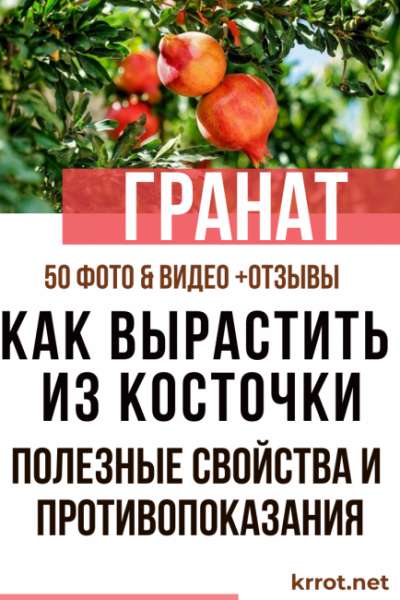 Гранат в домашних условиях: выращивание из косточки и уход, полезные свойства и противопоказания (Фото & Видео) +Отзывы