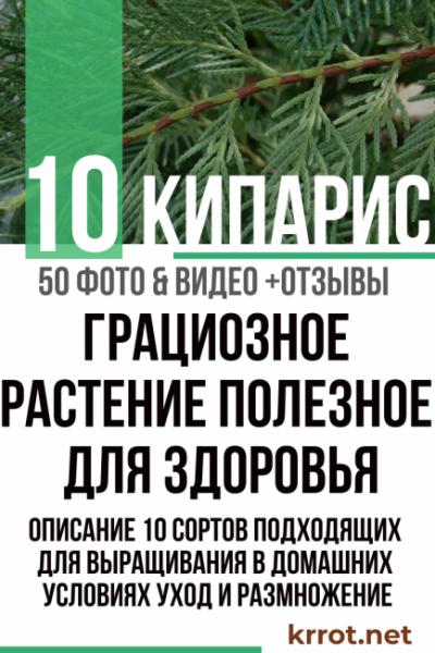 Кипарис — грациозное растение, полезное для здоровья. Описание 10 сортов подходящих для выращивания в домашних условиях, уход и размножение (50 Фото & Видео) +Отзывы