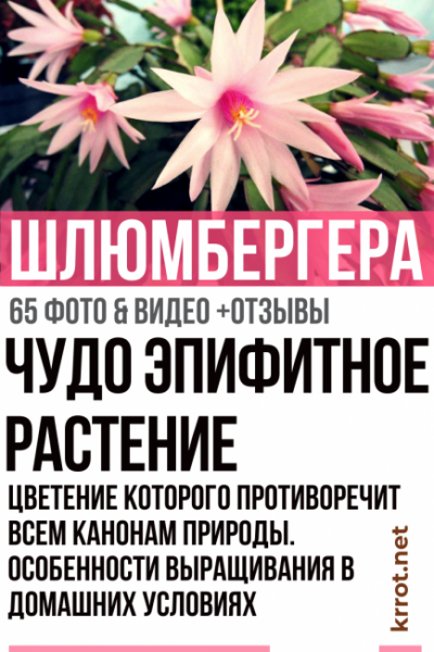 Шлюмбергера – эпифитное растение, цветение которого противоречит всем канонам природы. Особенности выращивания декабриста в домашних условиях (65+ Фото & Видео) +Отзывы