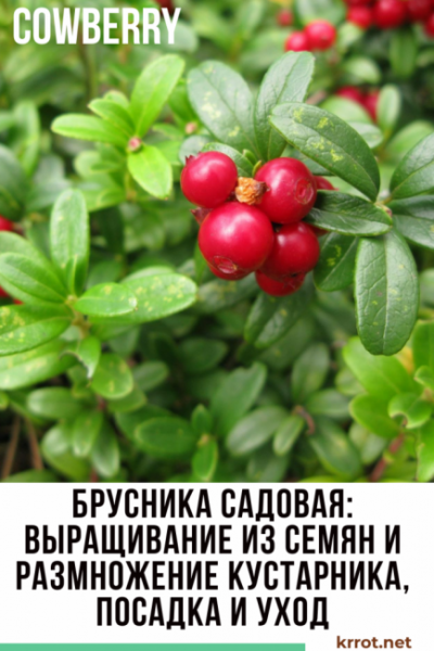 Брусника садовая: выращивание из семян и размножение кустарника, посадка и уход | (Фото & Видео) +Отзывы