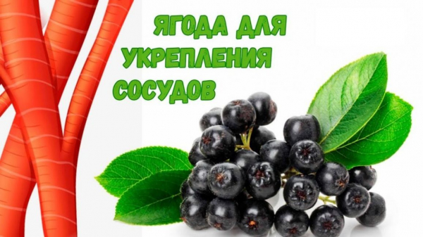 Черноплодная рябина (арония): лечебные свойства и противопоказания для мужчин и женщин, заготовка на зиму +рецепты | (Фото & Видео) +Отзывы