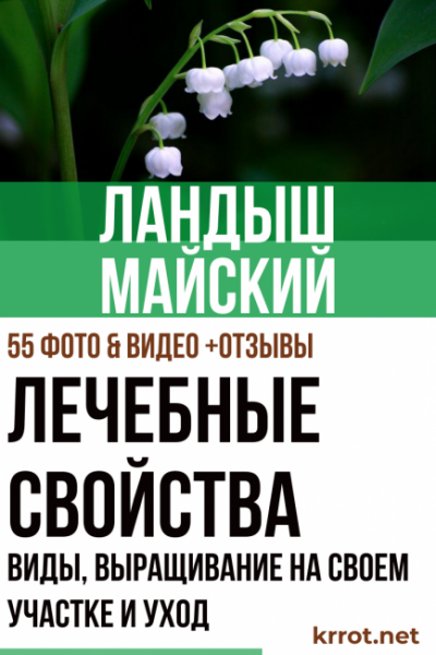 Ландыш майский: описание растения, виды, выращивание на своем участке и уход, лечебные свойства (55 Фото & Видео) +Отзывы