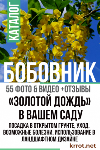 Бобовник — «золотой дождь» в вашем саду: посадка в открытом грунте, уход, возможные болезни, использование в ландшафтном дизайне (55 Фото & Видео) +Отзывы