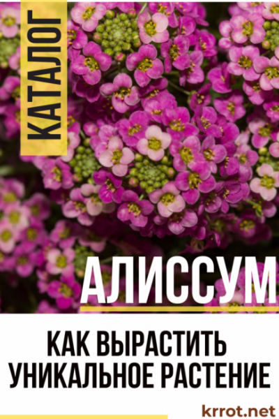 Алиссум: виды и сорта растения, посев семян в открытый грунт и уход за радужным ковром на участке (130 Фото) +Отзывы