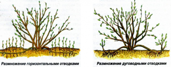 Камнеломка: описание, виды и сорта, размножение, выращивание из семян, посадка в открытый грунт, уход (110+ Фото & Видео) +Отзывы