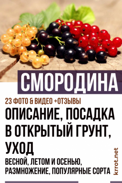 Смородина: описание, посадка в открытый грунт, уход весной, летом и осенью, размножение, популярные сорта (23 Фото & Видео) +Отзывы