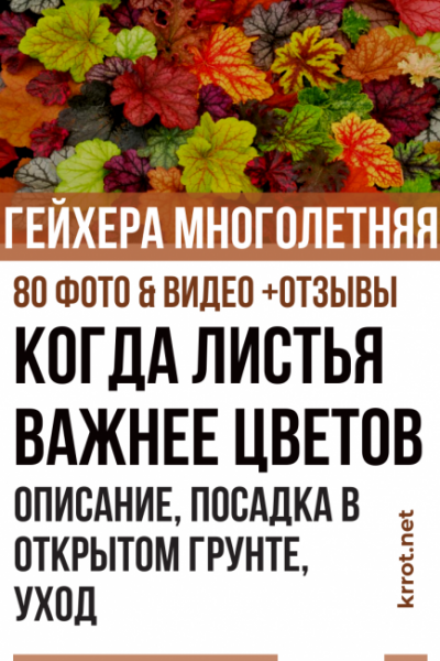 Гейхера многолетняя – когда листья важнее цветов: описание, посадка в открытом грунте, уход (80+ Фото & Видео) +Отзывы