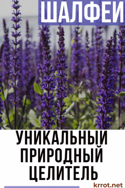 Шалфей: описание его лечебных свойств и возможных противопоказаний для женщин и мужчин, настои на травах и другая полезная информация о природном целителе