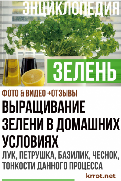 Выращивание зелени в домашних условиях — круглый год с витаминами: лук, петрушка, базилик, чеснок, тонкости данного процесса (Фото & Видео)