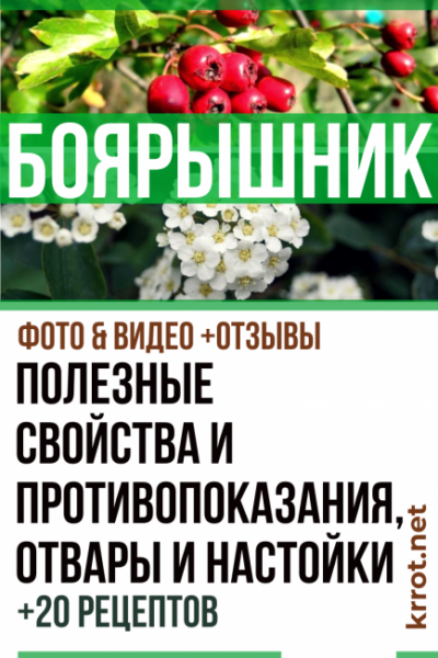 Боярышник: описание, его полезные свойства и противопоказания, отвары и настойки (20 рецептов), заготовки на зиму