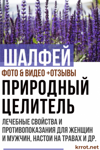 Шалфей: описание его лечебных свойств и возможных противопоказаний для женщин и мужчин, настои на травах и другая полезная информация о природном целителе