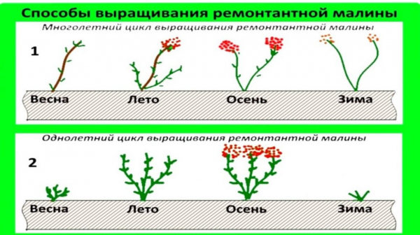 Обрезка ремонтантной малины: особенности ухода за кустарником | (Фото & Видео)