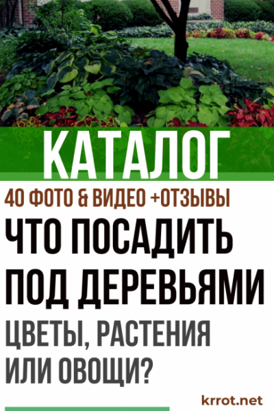 Что посадить под деревьями: цветы, растения или овощи? В огороде или саду в тени (40+ Фото & Видео)+Отзывы