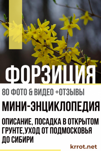 Форзиция: описание, посадка в открытом грунте, уход от Подмосковья до Сибири – мини-энциклопедия (80+ Фото & Видео) +Отзывы