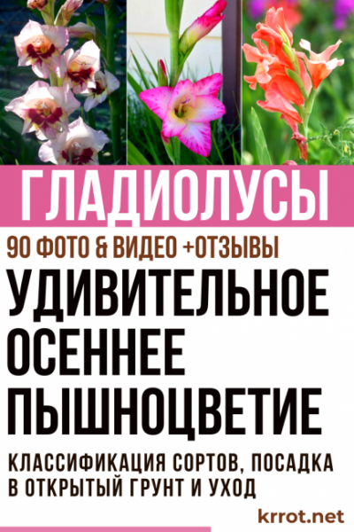 Гладиолусы: описание, классификация сортов, посадка в открытый грунт и уход (90 Фото & Видео) +Отзывы