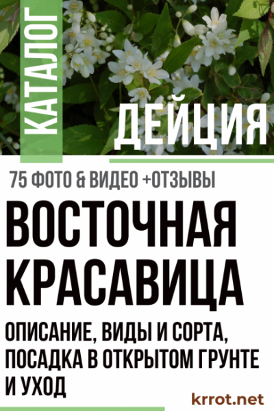 Дейция: описание, виды и сорта, посадка в открытом грунте и уход за теплолюбивой восточной красавицей (75+ Фото & Видео) +Отзывы